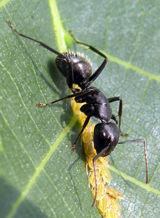 Formica con afidi: Camponotus cfr vagus